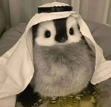Penguin1
